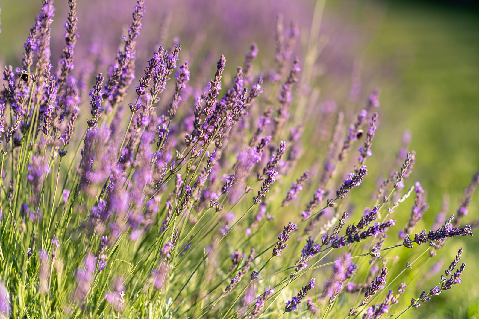 Best 15 Lavender Farms You Should Visit in Oregon